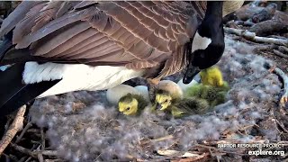 Decorah Goose Cam ~ The Goslings Are Hatching! Get Ready For Some Cuteness! 🐣🐣🐣  4.13.24