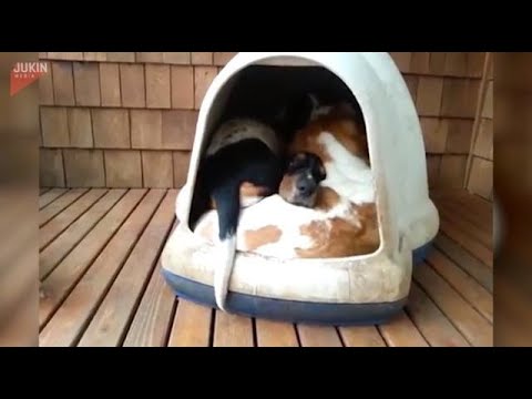 This tiny igloo houses the best puppy cuddle party