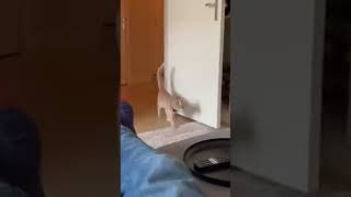 Feline Overlords: They're Judging You! #catlife #funnycats #petantics