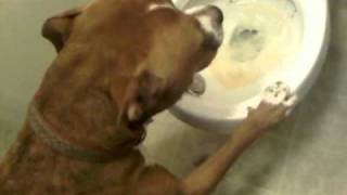 Dog (Greta) Throws Up In The Toilet Dog (Greta) Throws Up In The Toilet
