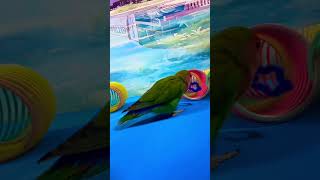 Bird Training:smart lovebird parrot l smart little cute parrot  #training#smartparrot#cute