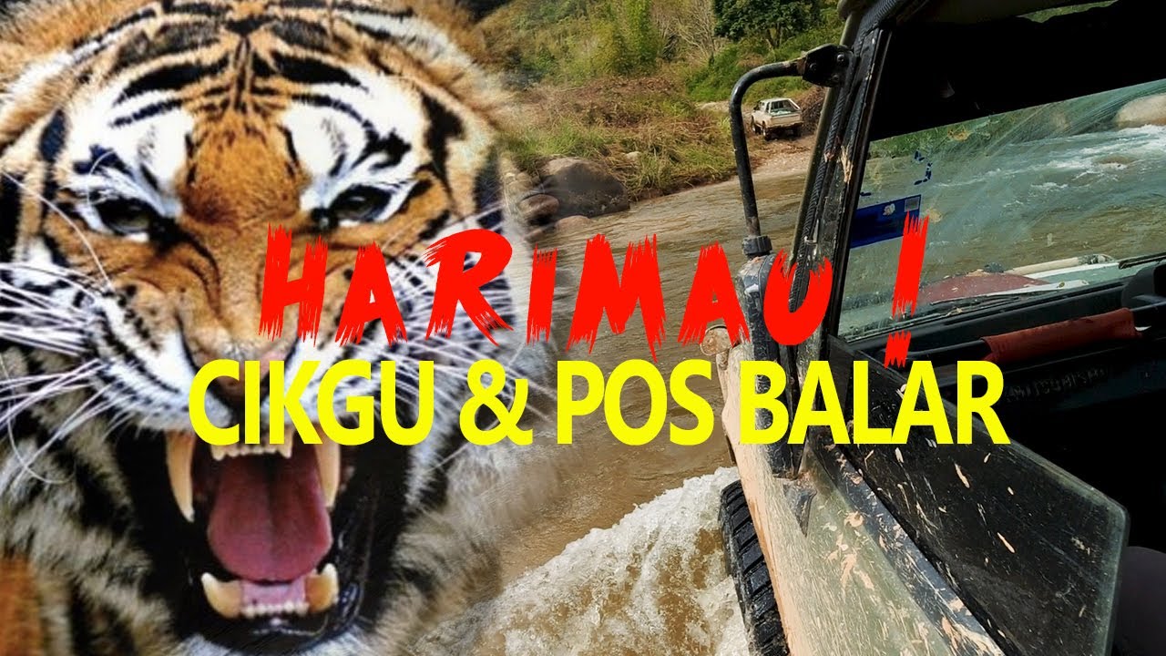 Guru Pedalaman : Bahaya Harimau ! Cikgu dan staf SK Balar kena naik 4x4 ke Pos Balar