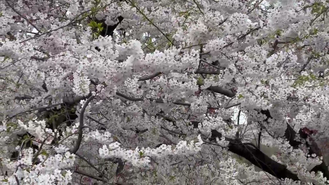 Central Park Walk April 8, 2024. Cherry Hill and Pilgrim Hill, Cherry Blossoms
