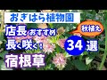 【おぎはら植物園のプロ直伝】秋植え!花期が長い!店長オススメ宿根草34選を紹介!秋のガーデニング !あしかがフラワーパーク・代々木東京パークガーデンアワード・中之条ガーデンズ・はままつフラワーパーク