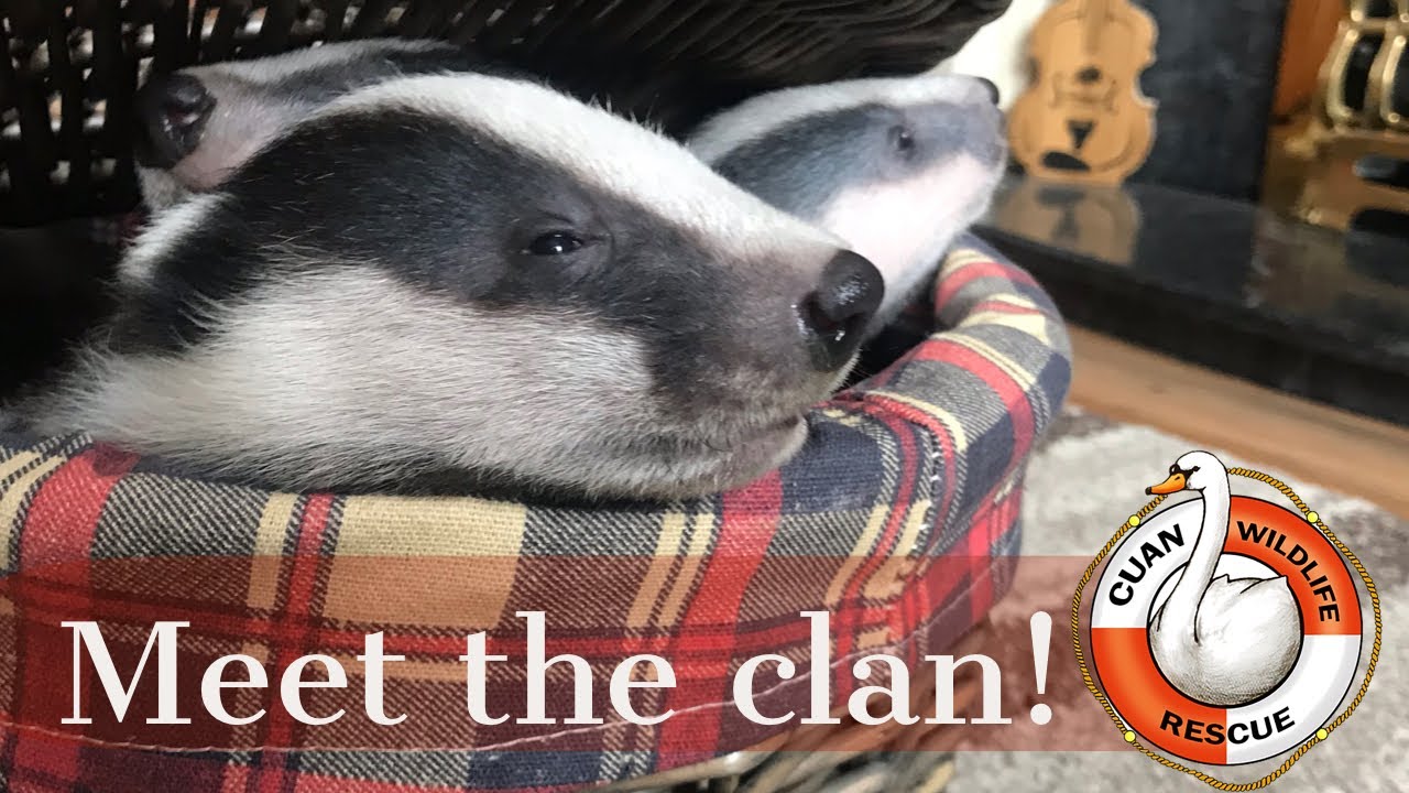 Cuan Wildlife Rescue Badgers & Baskets Meet the clan! YouTube