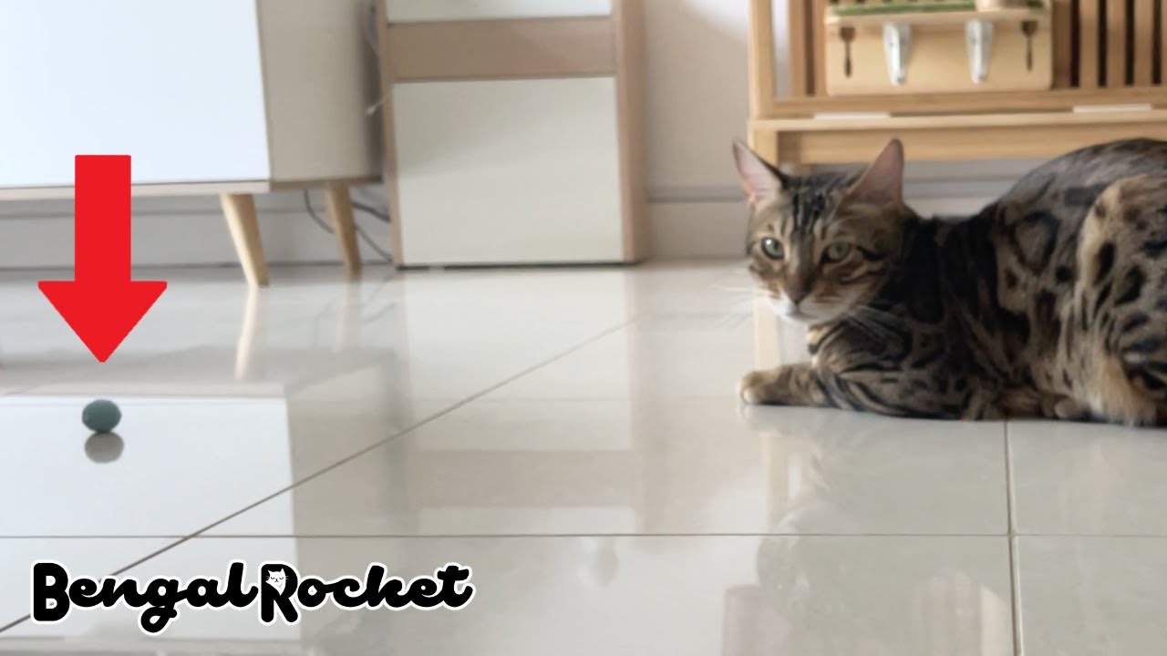 雑学 猫の体の部位の名称と特徴を解説 顔 足 体 ベンガルロケット Youtube