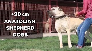 anatolian shepherd biggest dog