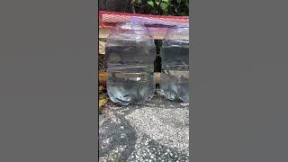 1 Day- Lele Di Air Galon | Pemula | subsbrice #perternakan #fish  #catfish #ytshorts #fyp #viral