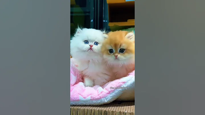 Video 11892631: cat kitten cutecat pets, kitten pets funny cutecat, cat kitten cute pets