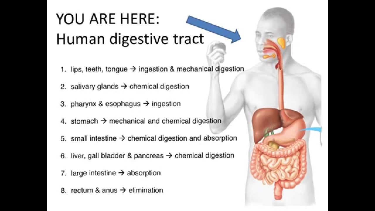 Digestive System: Overview - YouTube
