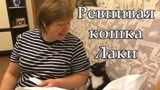 Ревнивая кошка / Jealous Cat