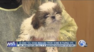 33 Shih Tzus rescued from Cuyahoga County home