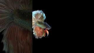 #IKAN#CUPANG#HDR+10+#YUNDAI#SAMSUNG#V1VO#V30 #PRO+ #2025ULTRA#2026PRO PLUS🛵✈️📀🚔🚒🔵🚀💺🚔🚒⛴️⚓🚛