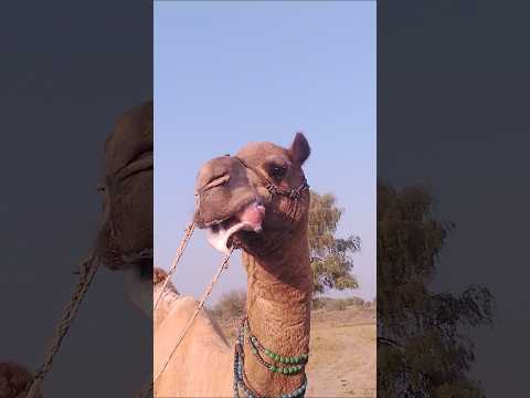 سيدي دعنا نرى كيف سيخرج أوت أمواله من جيبه