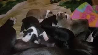 Adorable newborn  Pitbull growling