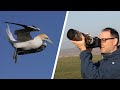 How to Photograph Birds in Flight for Beginners (Mirrorless Camera)
