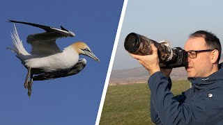 How to Photograph Birds in Flight for Beginners (Mirrorless Camera)