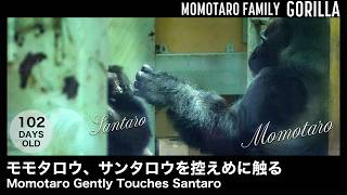 モモタロウ、サンタロウを控えめに触る – 京都市動物園の楽しいゴリラファミリー Vol. 86