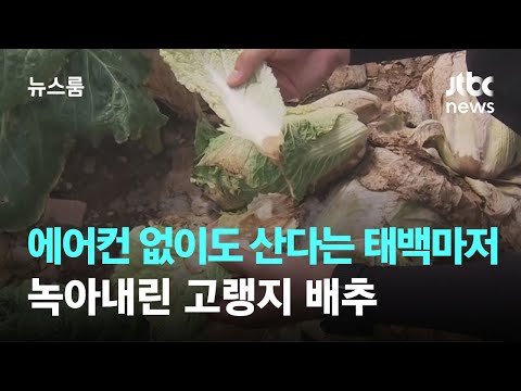 에어컨 없이도 산다는 태백마저 '헉헉'…녹아내린 고랭지 배추 / JTBC 뉴스룸