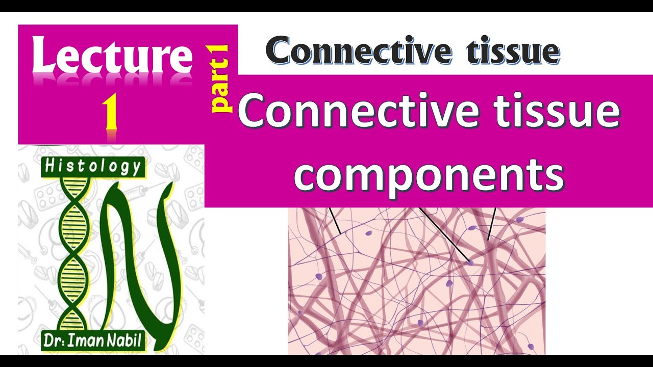 1a-Connective tissue componenets part1-Ground substances - Histology