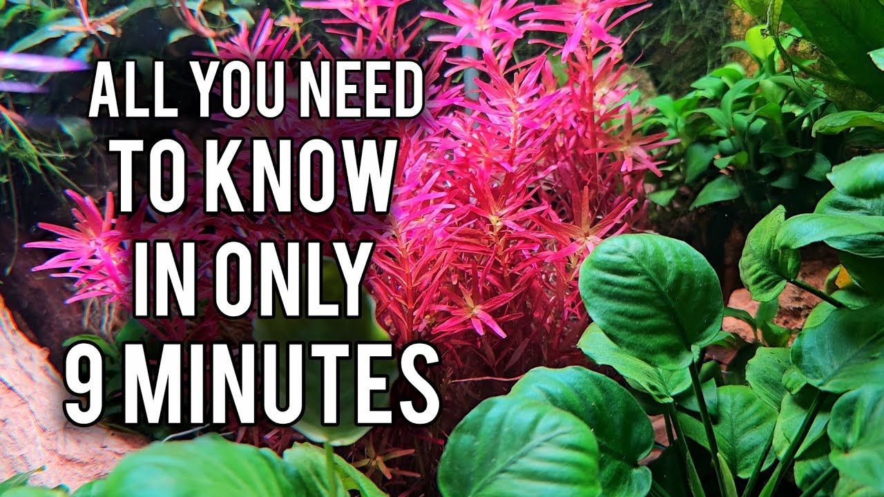 How To Make Any Aquarium An ALGAE FREE Aquarium