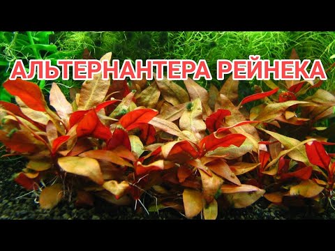 АЛЬТЕРНАНТЕРА РЕЙНЕКА. УХОД , СОДЕРЖАНИЕ, РАЗМНОЖЕНИЕ.