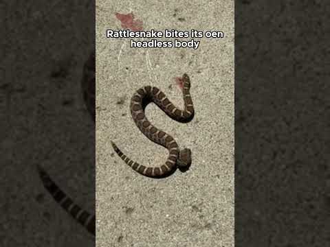 DEAD ANIMALS MOVING shorts