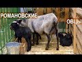Романовские овцы. Выставка Золотая Осень-2017
