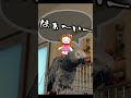 人形遊びに乱入して来るヨウム