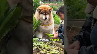 Gembul Cosplay Jadi  Naga #anjing #funnydogs #shorts