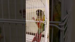 우리 첫 앵무새 분양함