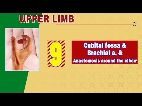 𝟎𝟗 𝐂𝐮𝐛𝐢𝐭𝐚𝐥 𝐟𝐨𝐬𝐬𝐚 𝐁𝐫𝐚𝐜𝐡𝐢𝐚𝐥 𝐚𝐫𝐭𝐞𝐫𝐲 𝐀𝐧𝐚𝐬𝐭𝐨𝐦𝐨𝐬𝐢𝐬 𝐚𝐫𝐨𝐮𝐧𝐝 𝐭𝐡𝐞 𝐞𝐥𝐛𝐨𝐰