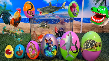 Tổng hợp video cá cảnh đẹp, động vật dễ thương, tôm, cá koi, cá betta, cá chuột thái, gà