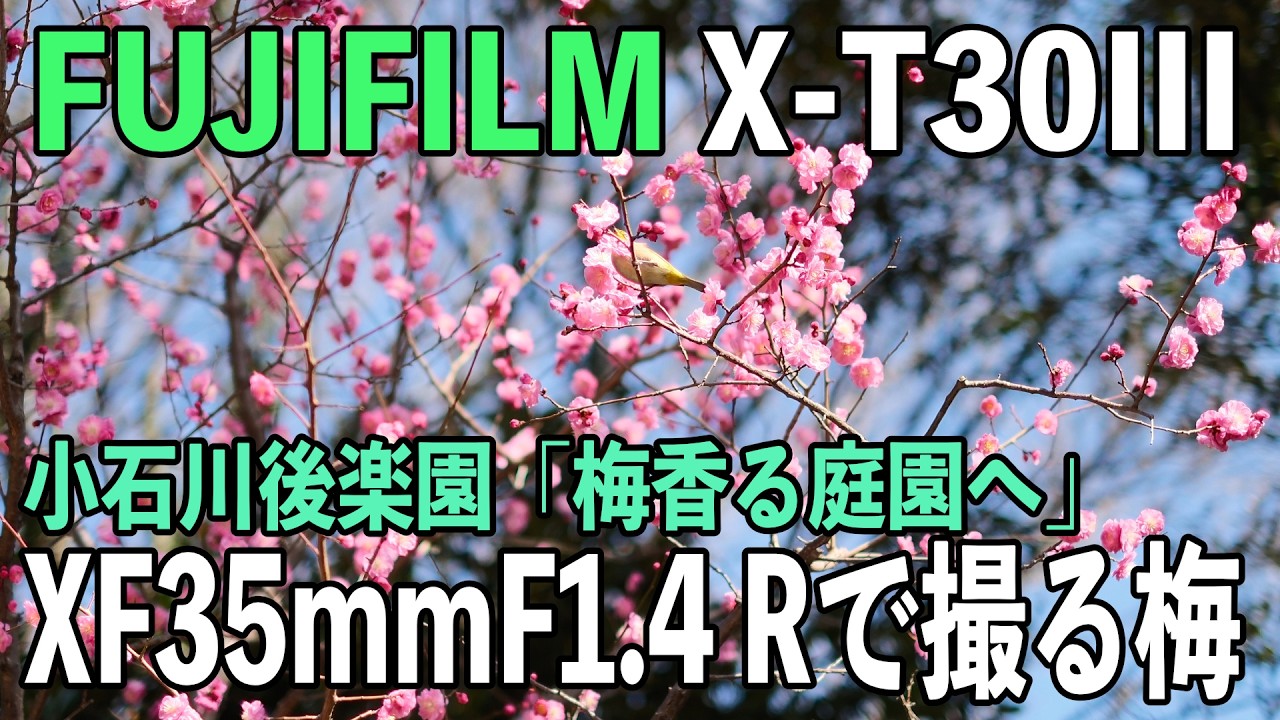 FUJIFILM X-T30 III と XF35mmF1.4 R で撮る梅 - YouTube