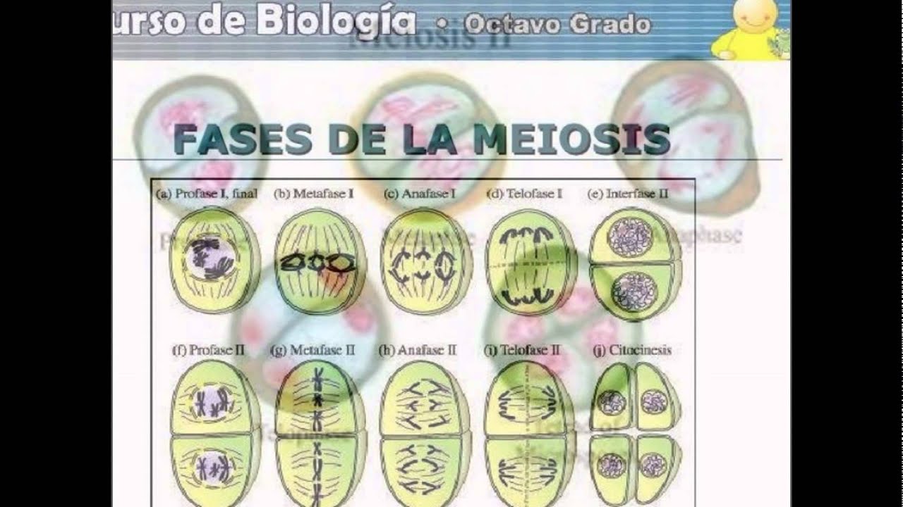 Fases De La Meiosis Seo Positivo