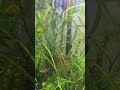 Trimming Aquarium Plants #aquascape #aquarium #fishtank