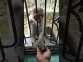 Angry monkey eating food #monkeyvideo #monkey #monkeylove #monkeyfood #monkeyshorts #funkymonkey