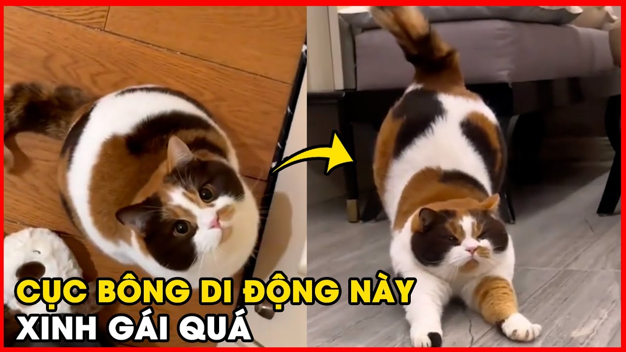 Gặp gỡ nàng mèo: Đã xinh đẹp, mũm mĩm lại còn biết làm giá đỡ điện thoại cho Sen! 🐈