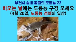 부천시 송내 공원의 도롱뇽 22. 비오는 날에는 도롱뇽 구경 오세요 (4월 20일, 도롱뇽 성체의 일상); Korean salamander 22. On rainy day by 이덕하의 진화심리학 42 views 2 weeks ago 6 minutes, 29 seconds