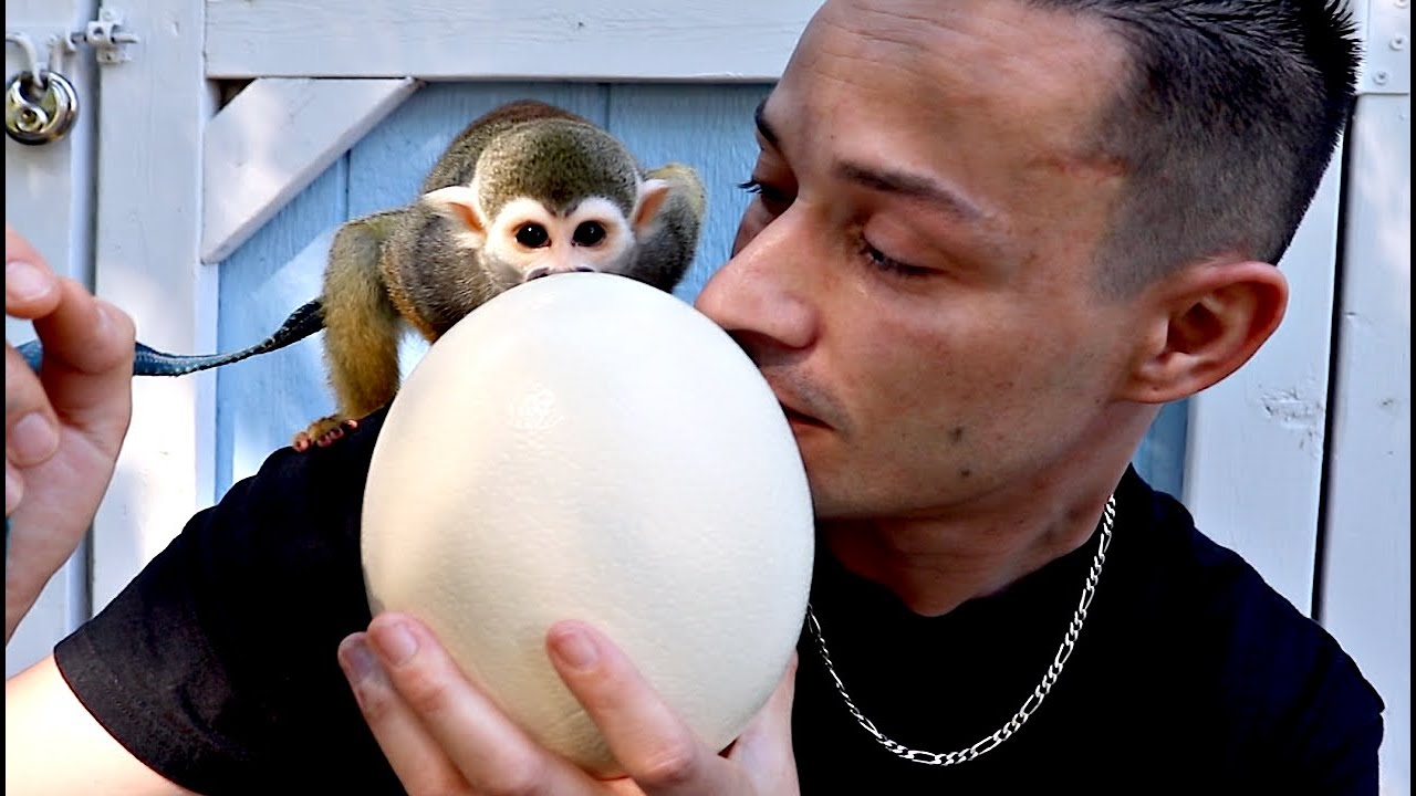 Baby Monkey oLLie Eats HUGE Ostrich Egg (GIVEAWAY)