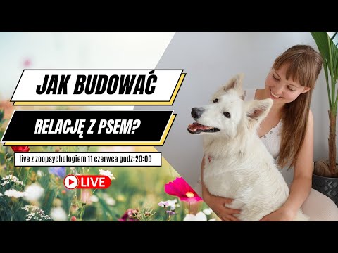 Wideo: Jakie owoce i warzywa mogą jeść Yorki?