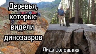 Деревья были большими 500 лет назад. И видели динозавров