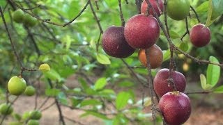 Medicinal plants of India Kannada