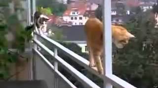 Не боюсь высоты! Не боюсь высоты!