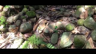 Makam Keramat Angker Hulu Dayeuh Singkup japara Kuningan 