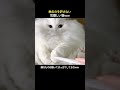 触るのを許さない気難しい猫ｗw