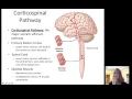 Lecture12 Efferent Nervous System