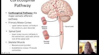 Lecture12 Efferent Nervous System