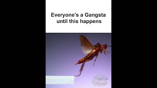 Flying Roaches Are So Scary Fr