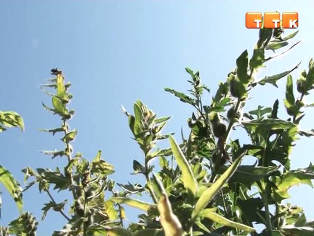 Горожан просят побеседовать с детьми об опасности белены